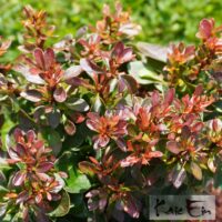 Berberis thunbergii `Bagatelle` -Thunbergi kukerpuu