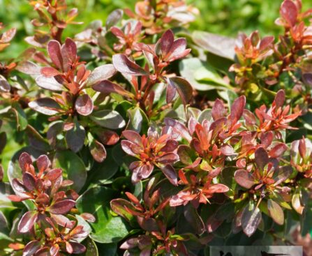Berberis thunbergii `Bagatelle` -Thunbergi kukerpuu