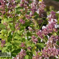 Nepeta grandiflora `Dawn to Dusk`-suureõieline naistenõges
