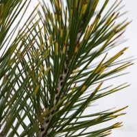 2232_6942_Pinus_leucodermis_Aureospicata__3.JPG