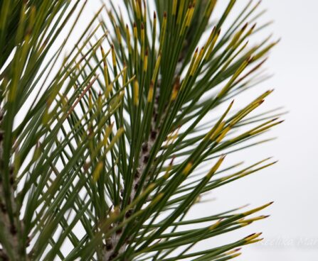 2232_6942_Pinus_leucodermis_Aureospicata__3.JPG