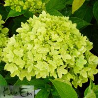 Hydrangea paniculata `Living Little Apple` ® PBR -aedhortensia
