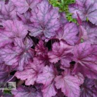Heuchera `Wild Rose`-hemikpööris