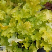 Heuchera World Caffe `Lime Americano`-helmikpööris