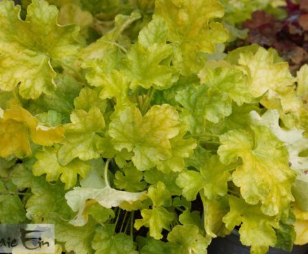 Heuchera World Caffe `Lime Americano`-helmikpööris