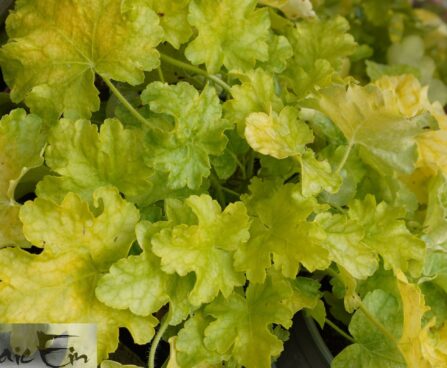 Heuchera World Caffe `Lime Americano`-helmikpööris2