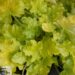 Heuchera World Caffe `Lime Americano`-helmikpööris2