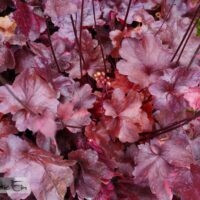 Heuchera `Galaxy` PBR4-helmikpööris