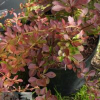 Berberis thunbergii `Red Carpet` -Thunbergi kukerpuu