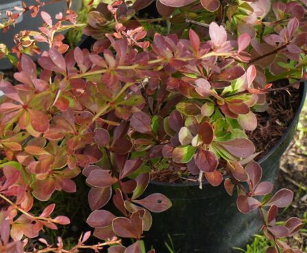 Berberis thunbergii `Red Carpet` -Thunbergi kukerpuu