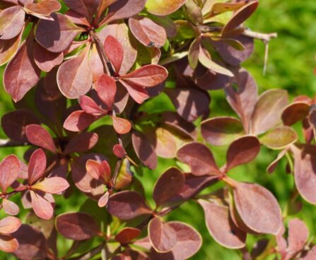 Berberis thunbergii `Red Carpet` -Thunbergi kukerpuu2