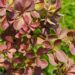 Berberis thunbergii `Red Carpet` -Thunbergi kukerpuu2