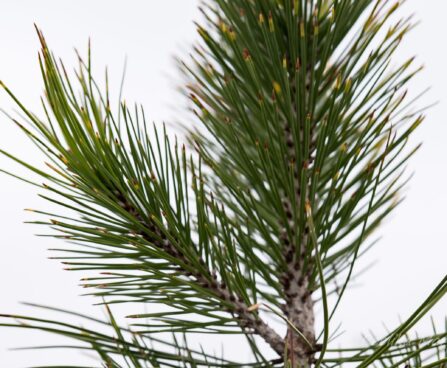 2232_6944_Pinus_leucodermis_Aureospicata__2.JPG