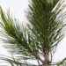 2232_6944_Pinus_leucodermis_Aureospicata__2.JPG