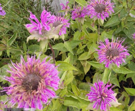 Monarda hybrida `Bergamo`-monarda