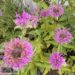 Monarda hybrida `Bergamo`-monarda