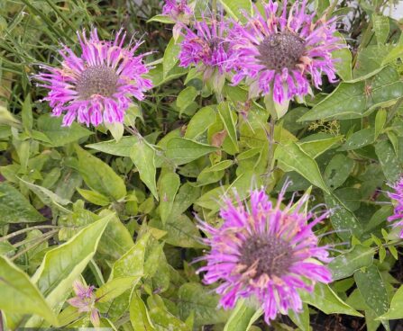 Monarda hybrida `Bergamo`- monarda2