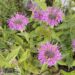 Monarda hybrida `Bergamo`- monarda2