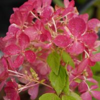 Hydrangea paniculata `Framboisine® Rensam`-aedhortensia
