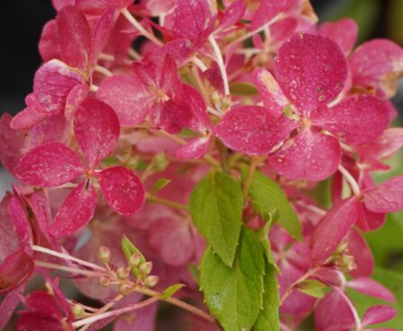 Hydrangea paniculata `Framboisine® Rensam`-aedhortensia