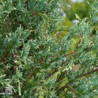 Juniperus scopulorum 'Silver Star'-kaljukadakas