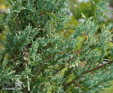 Juniperus scopulorum 'Silver Star'-kaljukadakas