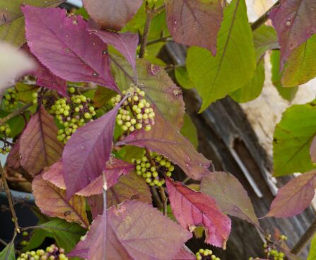 Callicarpa bodinieri `Profusion`-iluviljak