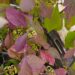Callicarpa bodinieri `Profusion`-iluviljak