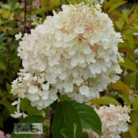 Hydrangea paniculata `Fraise Melba`-aedhortensia2