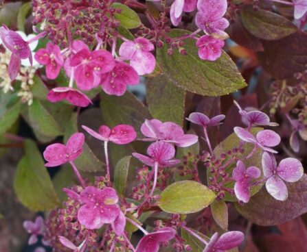 Hydrangea paniculata `Little Quick Fire`
