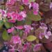 Hydrangea paniculata `Little Quick Fire`