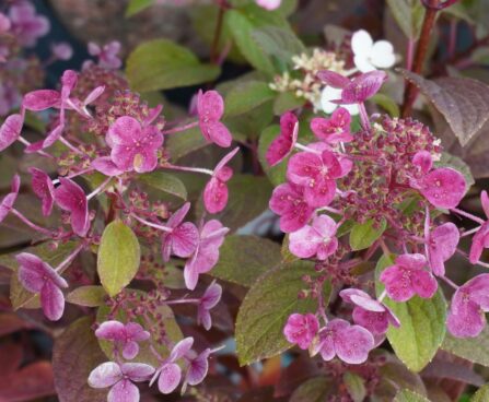Hydrangea paniculata `Little Quick Fire`2