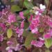 Hydrangea paniculata `Little Quick Fire`2