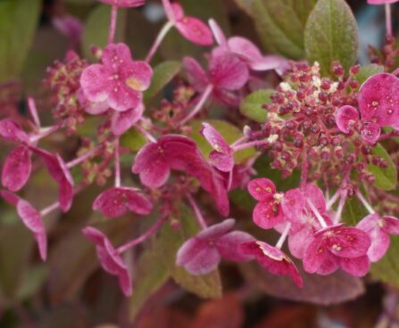 Hydrangea paniculata `Little Quick Fire`3