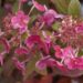 Hydrangea paniculata `Little Quick Fire`3