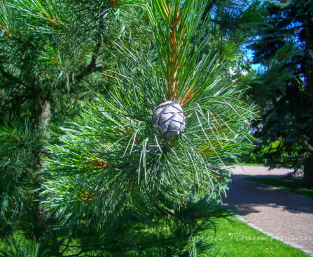 2233_7418_Pinus_cembra.JPG