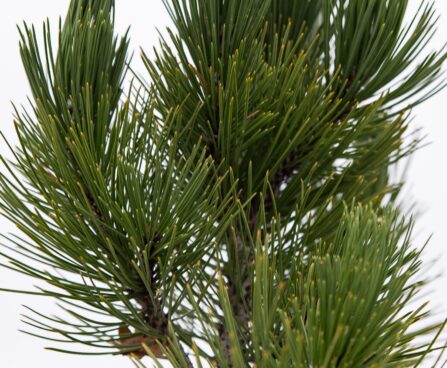 2234_6946_Pinus_leucodermis_Compact_Gem_3.JPG