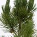 2234_6946_Pinus_leucodermis_Compact_Gem_3.JPG