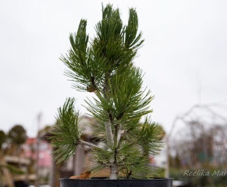 2234_6947_Pinus_leucodermis_Compact_Gem_4.JPG