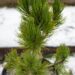 2234_6957_Pinus_leucodermis_Compact_Gem_5.JPG