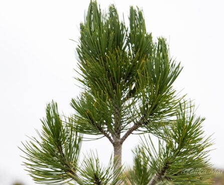 2234_6958_Pinus_leucodermis_Compact_Gem_6.JPG