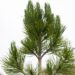 2234_6958_Pinus_leucodermis_Compact_Gem_6.JPG