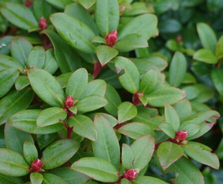 Rhododendron `Princess Anne` (2)
