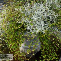 Calocephalus brownii + Muechlenbeckia complexa