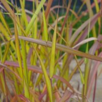 Miscanthus sinensis `Miranda`-hiina siidpööris