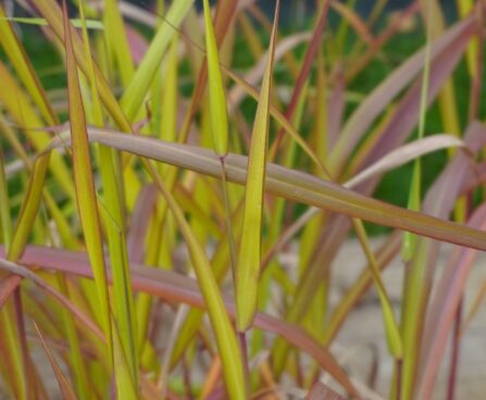 Miscanthus sinensis `Miranda`-hiina siidpööris