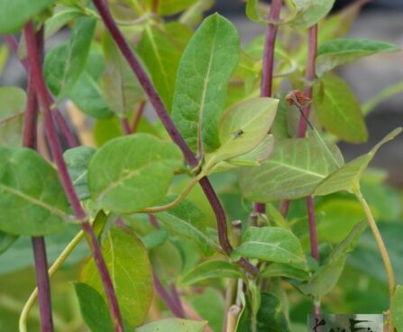 Lonicera periclymenum `Belgica Select` - kuslapuu
