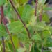 Lonicera periclymenum `Belgica Select` - kuslapuu