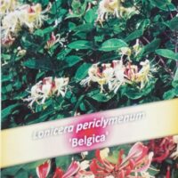 Lonicera periclymenum `Belgica Select` - väätiv kuslapuu