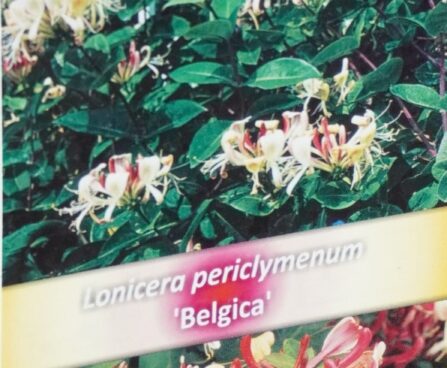 Lonicera periclymenum `Belgica Select` - väätiv kuslapuu